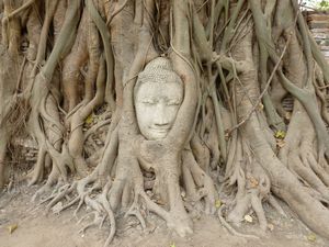 Ayutthai - bodhi tree