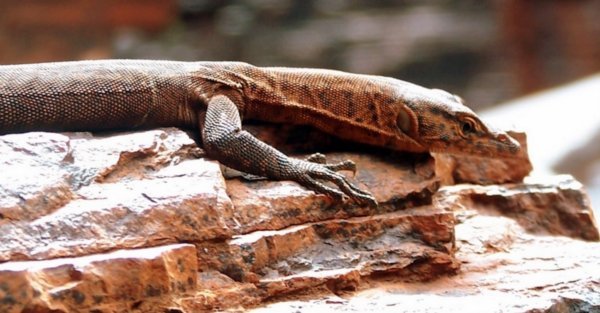 friendly lizard in Karijini