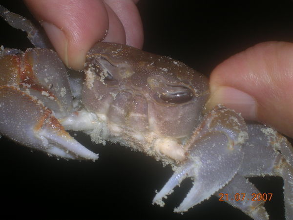 A Ghost Crab held by HK Sietho 