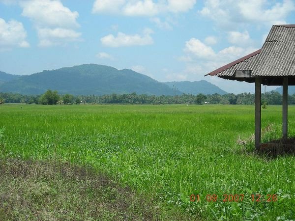 Padi field near Kota Baru