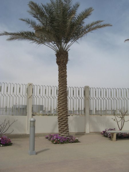 Palm Trees and Fences