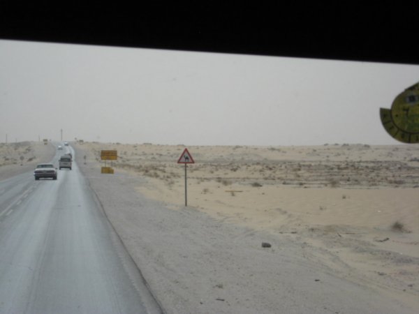Camel Crossing Ahead