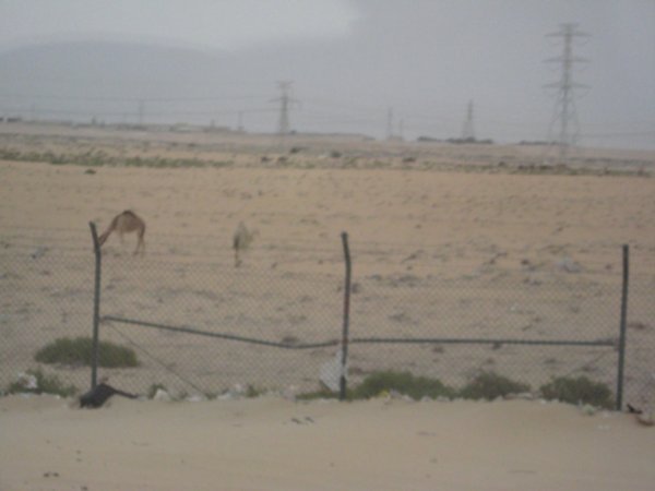 Camels by the side of the road
