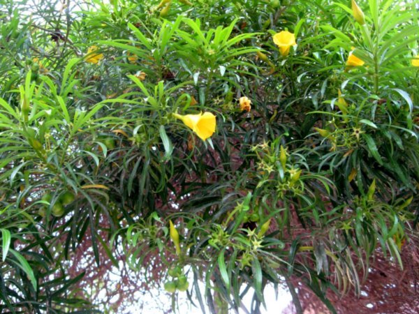 Yellow Flowering Tree 2