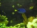 Pretty Blue Fish