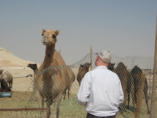 Wolf checks out the camels