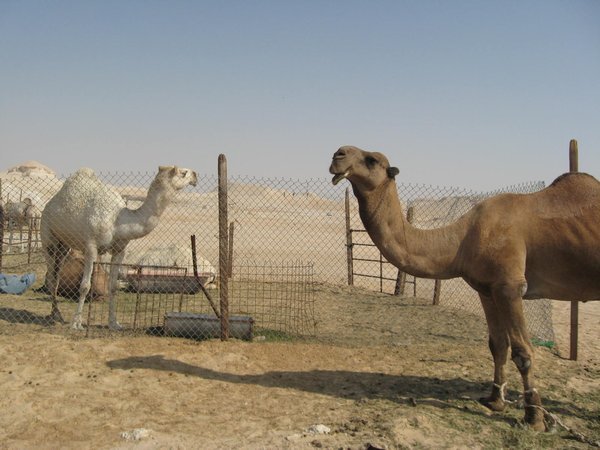 Camels in different colors