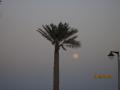 A palm tree and the moon