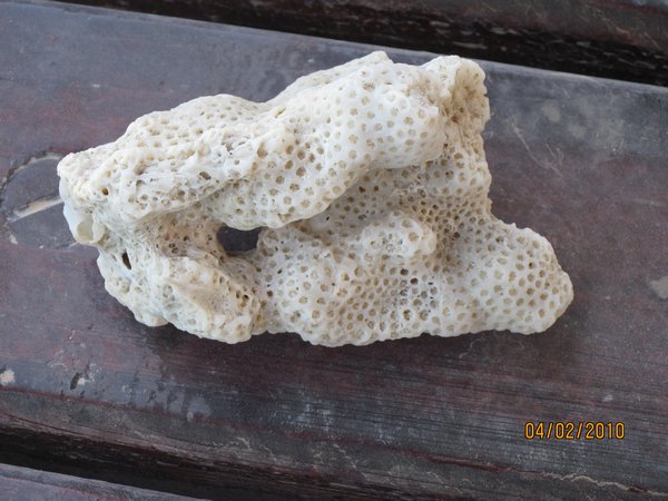 A cool piece of coral I found