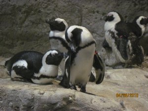 Penguins in Kuwait