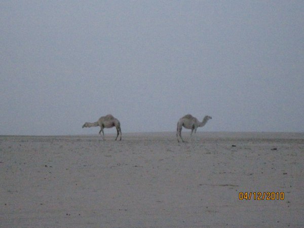 Camels on the horizen