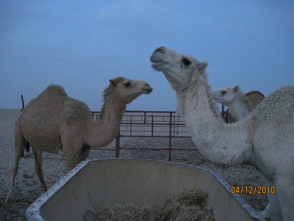 Camels eating hay