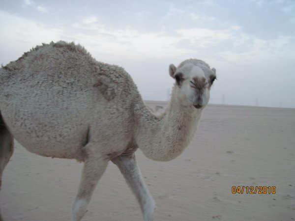 Baby-faced Camel