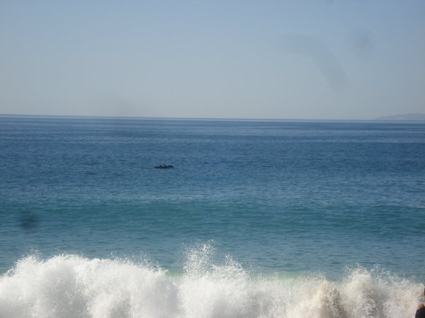 dolfijnen bij laguna beach