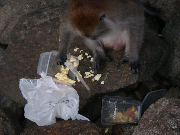Naughty breakfast stealing monkey