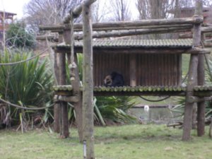 monkey hut