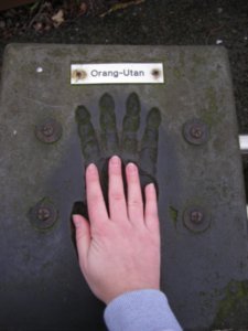 orangutan hand