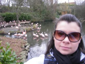 me and the flamingos