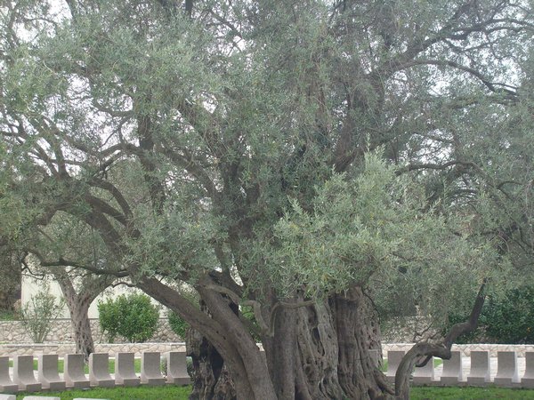 2000 yr old olive tree 004