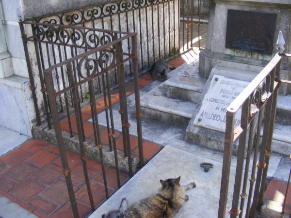 cats on a grave