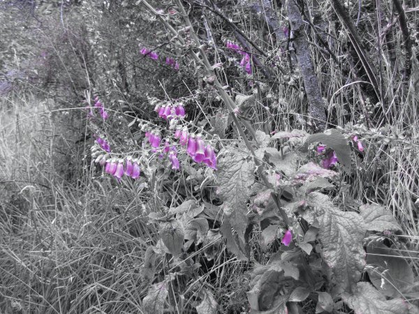 color accent on my favorite flowers