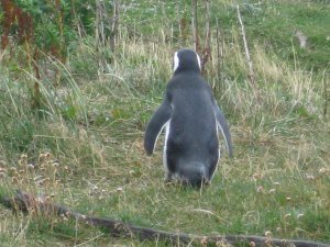 Ushuaia: Penguineras