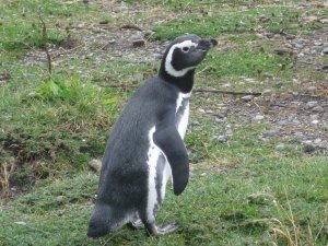Ushuaia: Penguineras