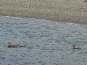 Ushuaia: El Canal Beagle
