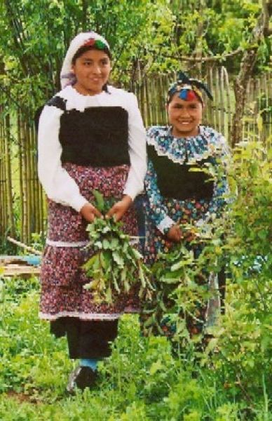 personas Mapuches colectando plantas