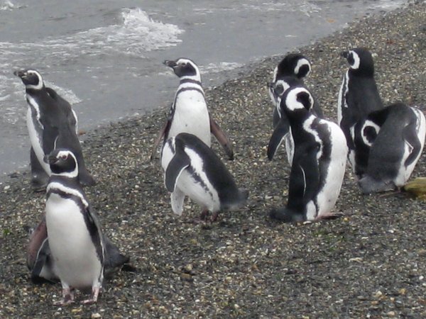 pingüineras 