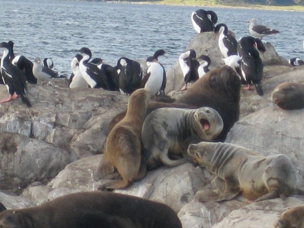 Colonias de pájaros antárticos y los lobos marítimos en el Canal Beagle.    