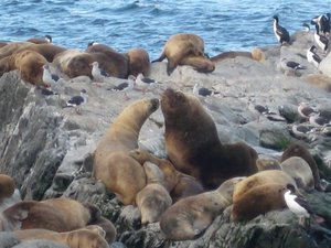 Colonias de pájaros antárticos y los lobos marítimos en el Canal Beagle.    