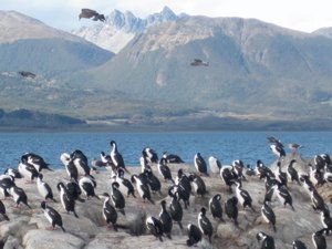 Colonias de pájaros antárticos en el Canal Beagle.    