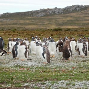Las colonias de Pingüinos Gentoo en la Isla Navarino en el Canal Beagle