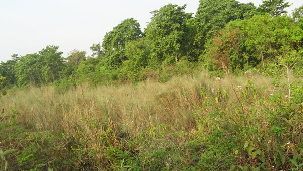 Natural Beauty in Bardiya National Park
