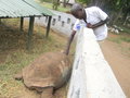 200 year old tortoise