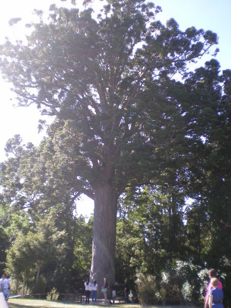 Huge Tree