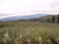 Bukidnon Pineapple Plantation