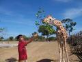 Feeding the Giraffe at Calauit
