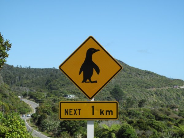 Road signs in NZ