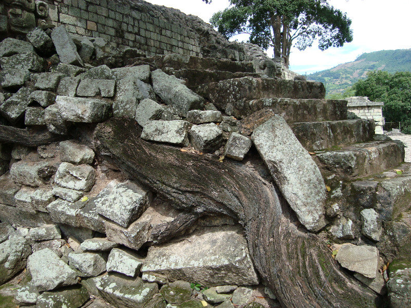Root of a Cieba tree