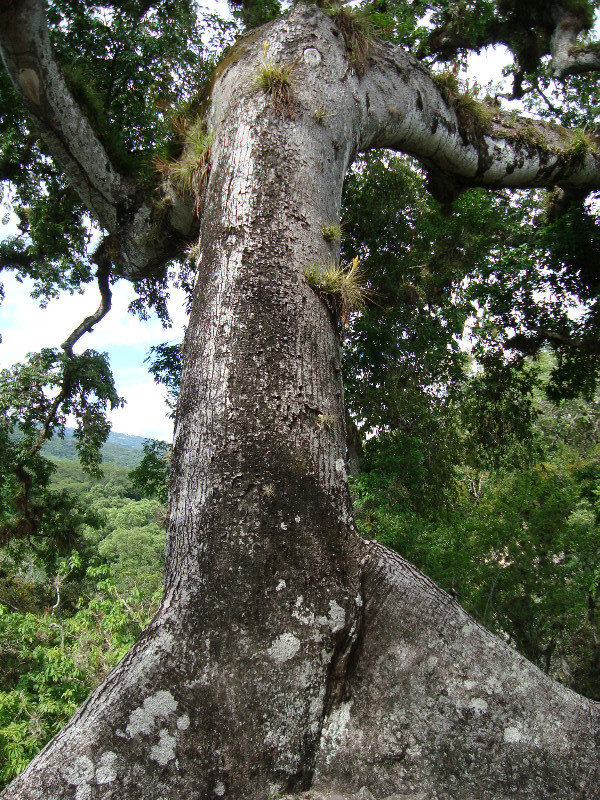 Another Cieba tree