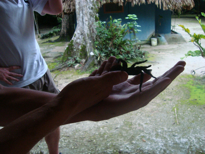 Nope, did not let Mr Tarantula on my hand....