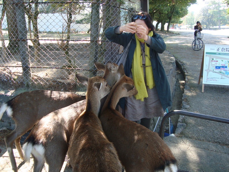 Woman feeding the anxious deer