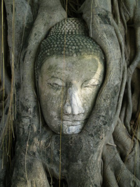 Buddha in a Bodhi tree