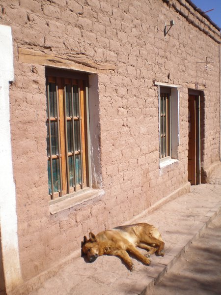One of the gazillion sleeping dogs