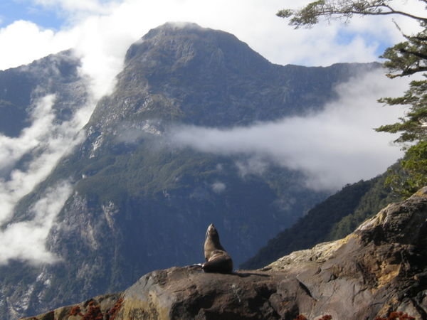 Sea Lion basking in the sun - Milford Sounds