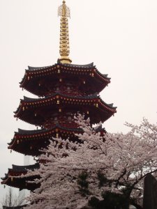 Temple & Sakura