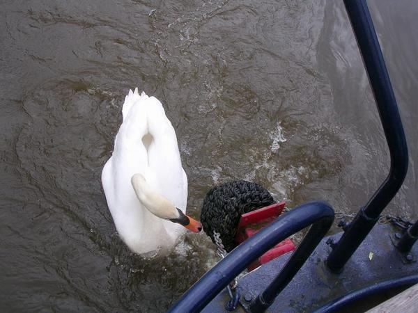 Crazy swan attacks!!