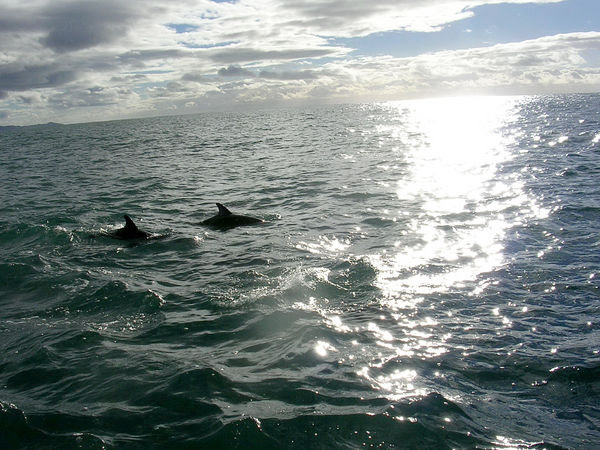 Kaikoura Dolphin Swim 